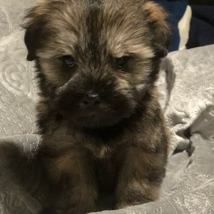 Meet your Posher, Martins